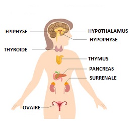 système hormonal